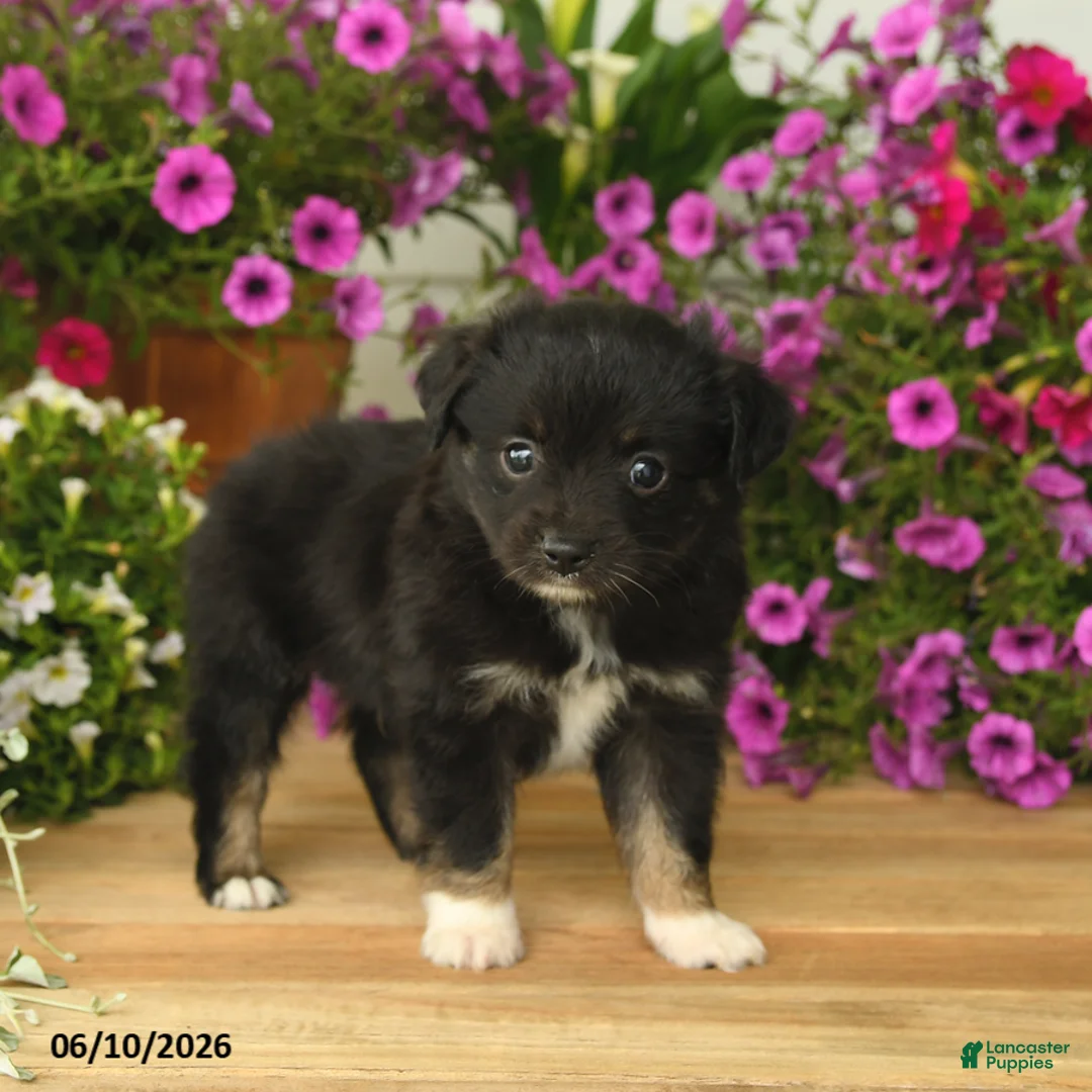 Toy Australian Shepherd dogs for sale: Anthony - Ad 2