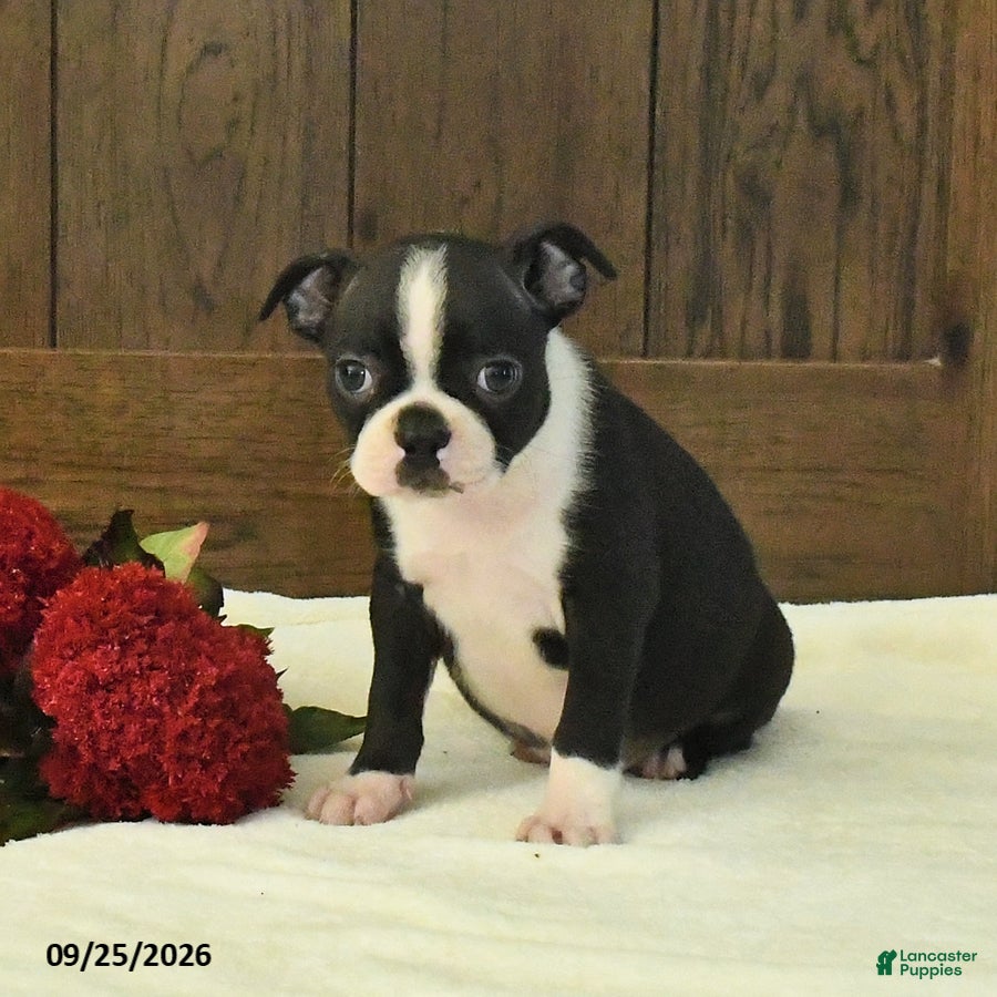 Tulip