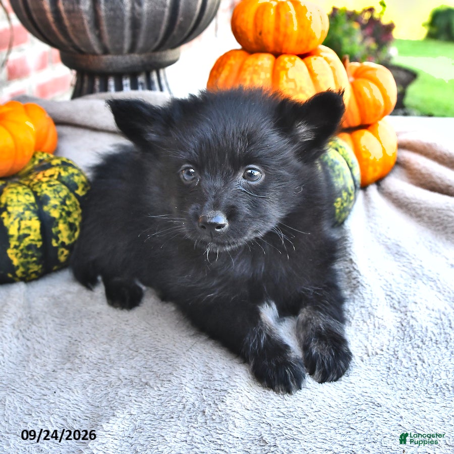 Pomsky dogs Theo - Ad 1