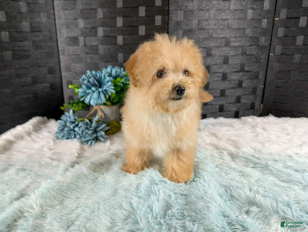 Bichpoo dogs for sale: Kellan - Ad 1