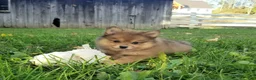 Pomeranian dogs for sale: Jewel  - Ad 3
