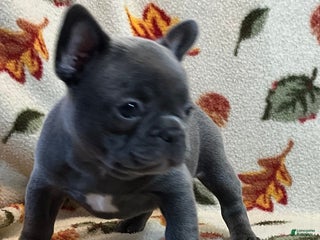French Bulldog dogs - Ad 22