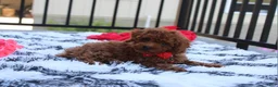 Toy Poodle dogs for sale: Toy PoodleKoda 1 - Ad 7