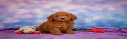 Mini Goldendoodle dogs for sale: ROSCOE - Ad 2