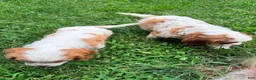 Cavalier King Charles Spaniel dogs for sale: Charlie - Ad 6