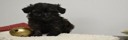 Toy Poodle dogs for sale: Brianna - Ad 2