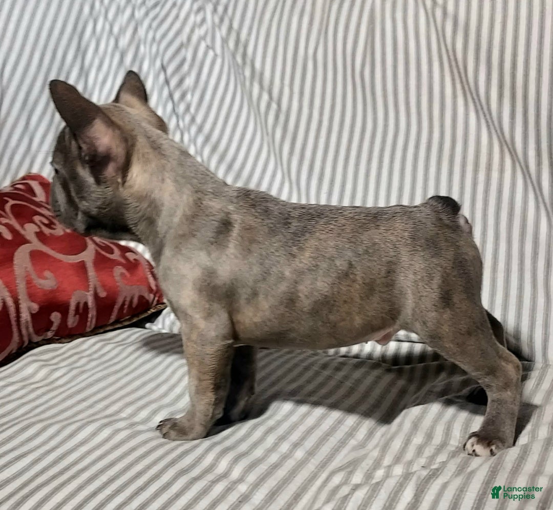 Mixed Breed dogs for sale: Cooper - Ad 3