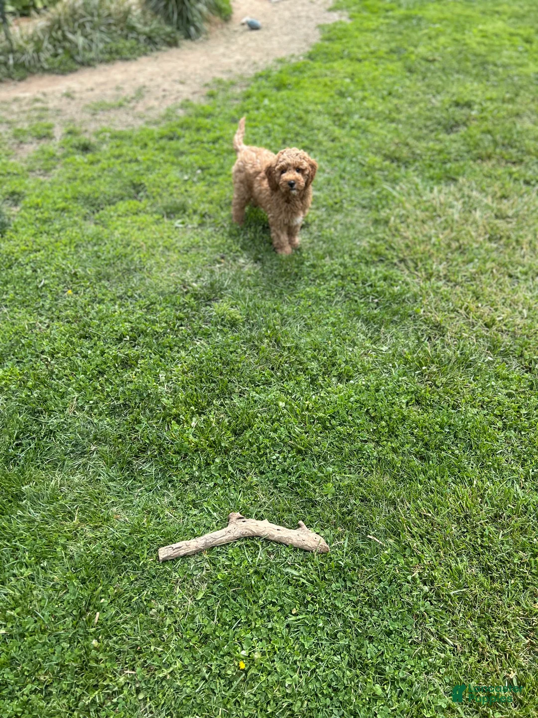 Mini Goldendoodle dogs for sale: Petite Valentino Mini Goldendoodle  - Ad 2