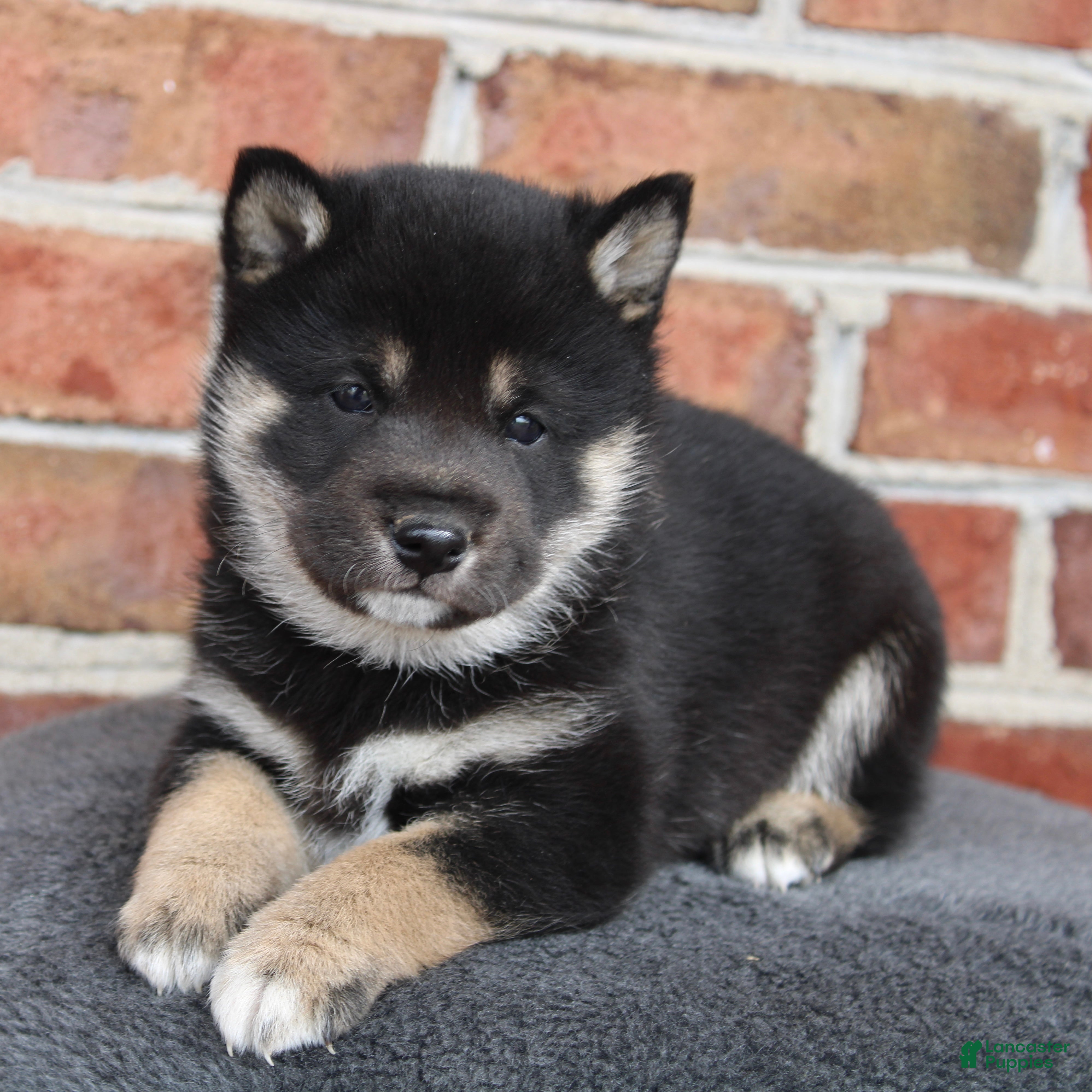 Shiba Inu dogs Tinker - Ad 35