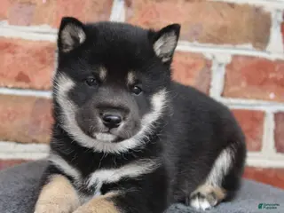 Shiba Inu dogs Tinker - Ad 28