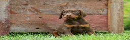 Doberman Pinscher dogs for sale: Dash (Red Rust) 🐶 - Ad 9