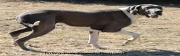 Great Dane dogs for sale: Mitzi - Ad 10