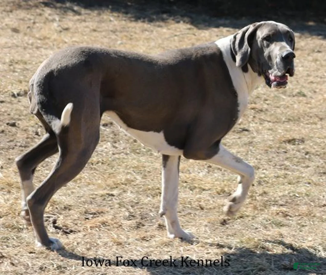 Great Dane dogs for sale: Mitzi - Ad 10