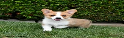 Welsh Corgi Pembroke dogs for sale: Penny - Ad 2