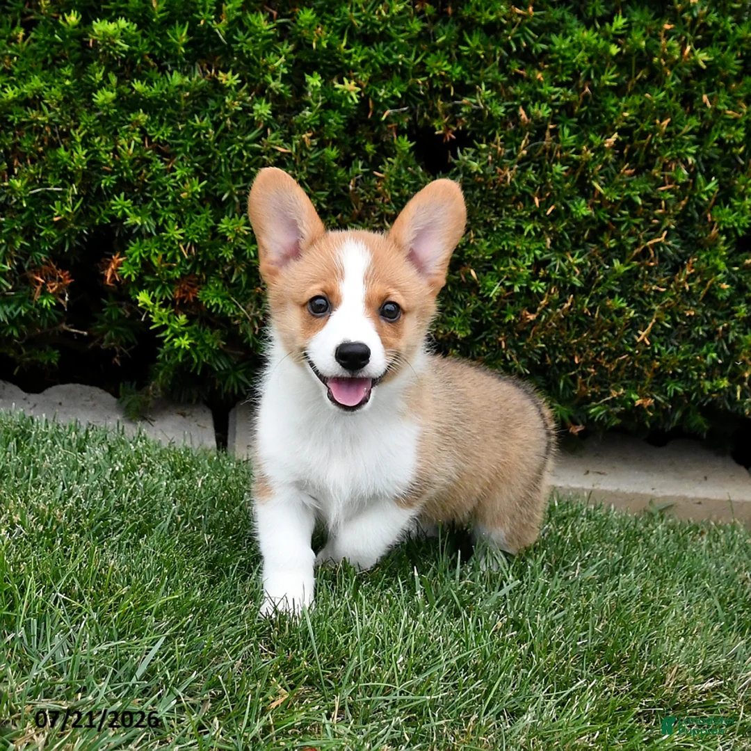 Welsh Corgi Pembroke dogs for sale: Penny - Ad 2