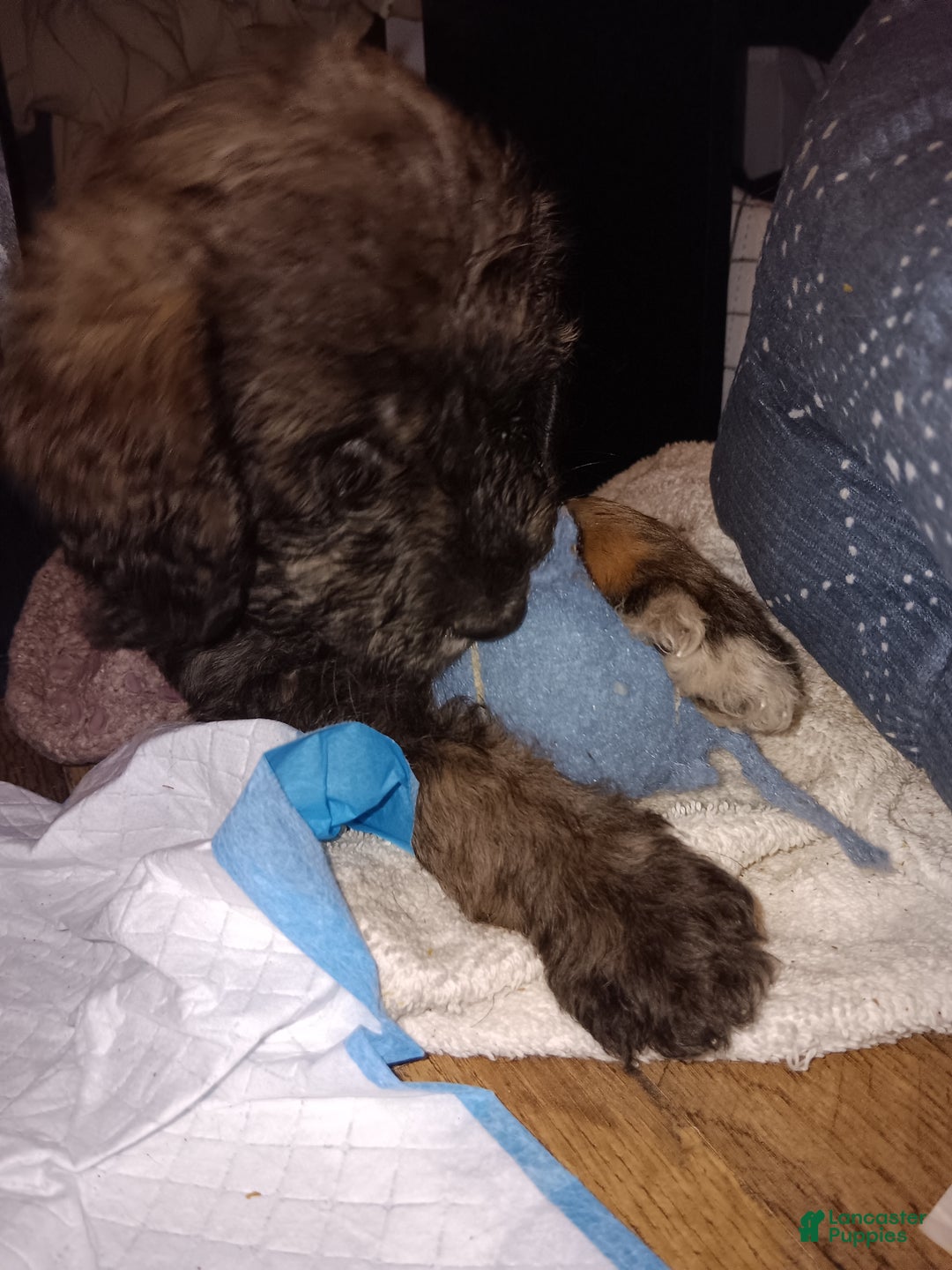 Labradoodle dogs for sale: Creamy mae - Ad 22