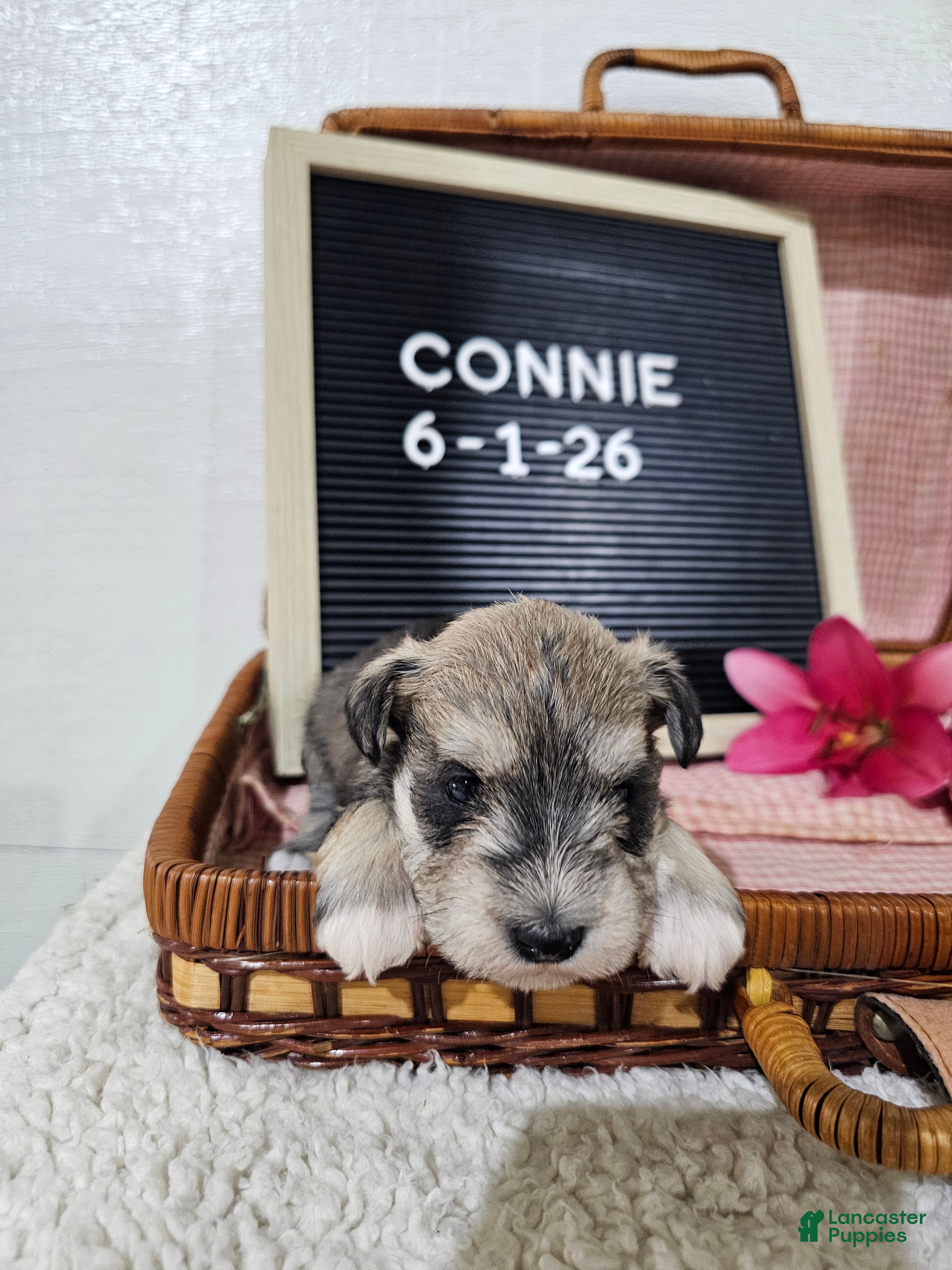 Miniature Schnauzer dogs Connie - Ad 1