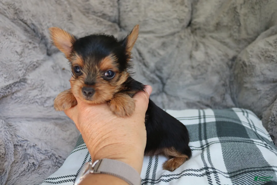 Yorkshire Terrier dogs for sale: Milo  - Ad 2