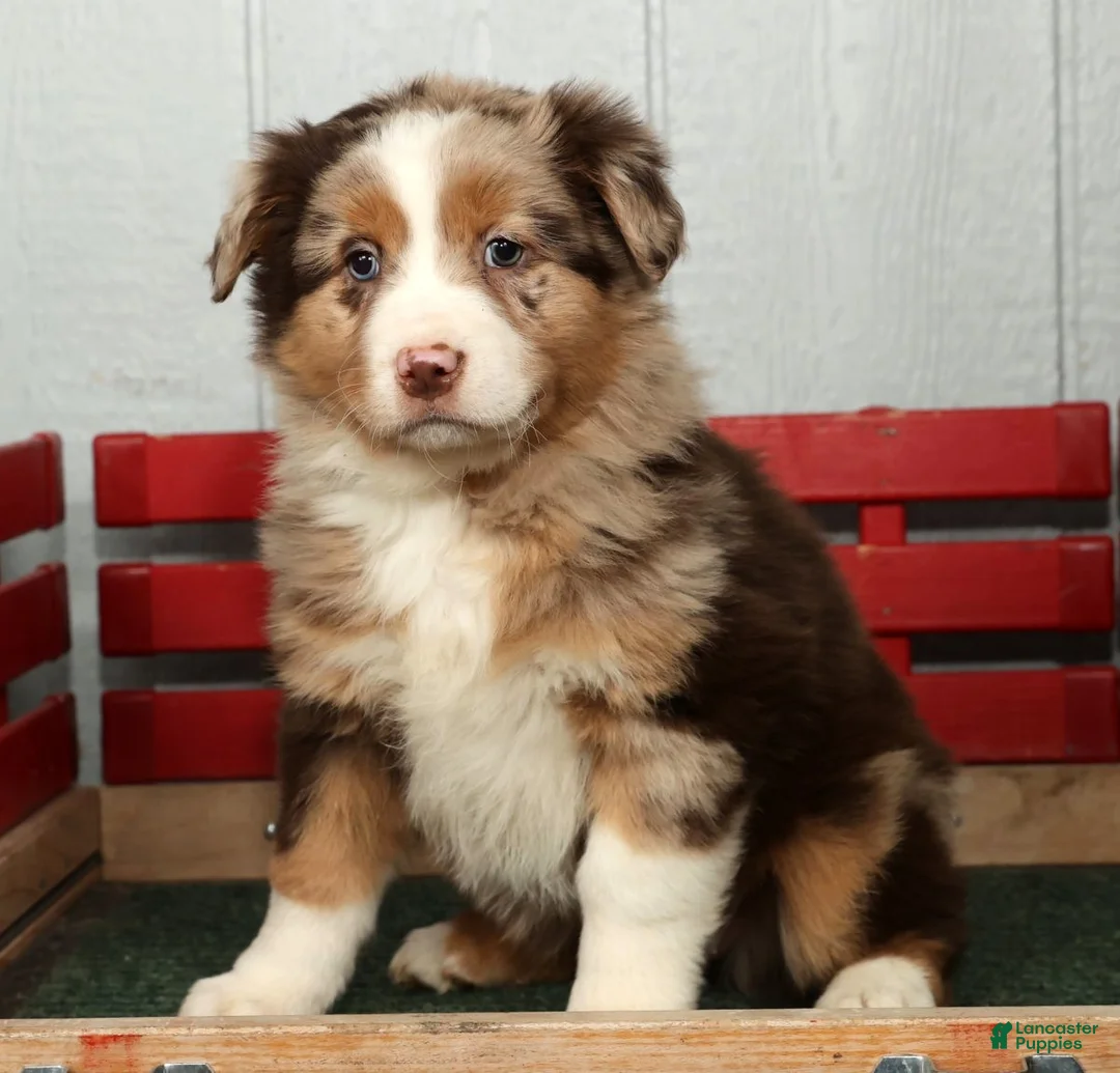 Australian Shepherd dogs for sale: Fluffy - Ad 2