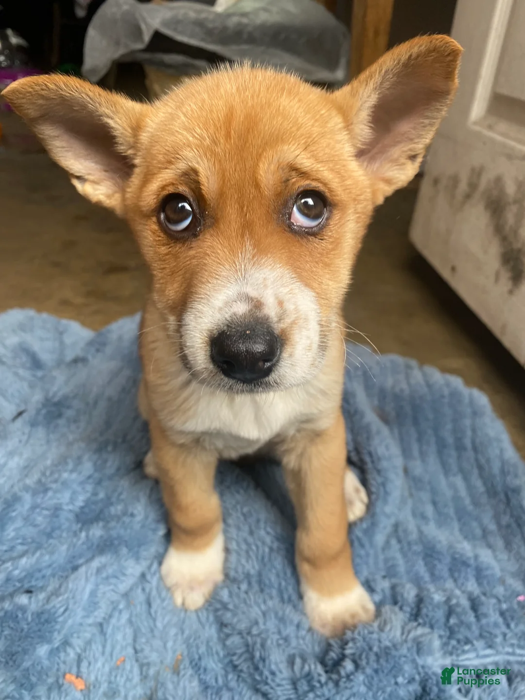 Mixed Breed dogs for sale: Mixed Breed Puppy 2 - Ad 1