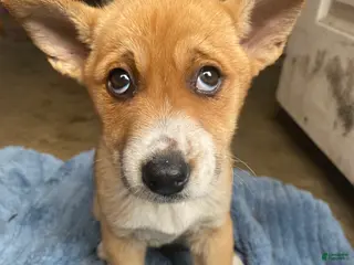 Mixed Breed dogs Mixed Breed Puppy 2 - Ad 15