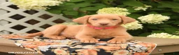 Labrador Retriever dogs for sale: Meadow - Ad 5
