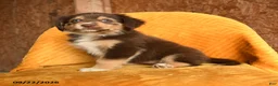 Mixed Breed dogs for sale: Pepper - Ad 2