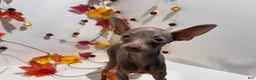Miniature Pinscher dogs for sale: Whisper - Ad 2