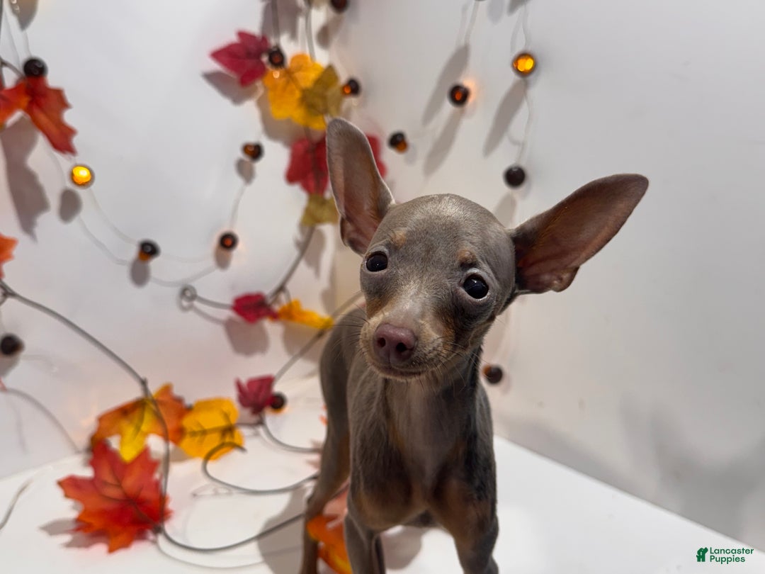 Miniature Pinscher dogs for sale: Whisper - Ad 2