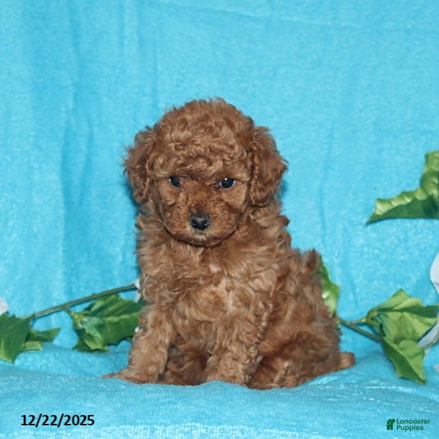 Toy Poodle dogs Reba - Ad 32