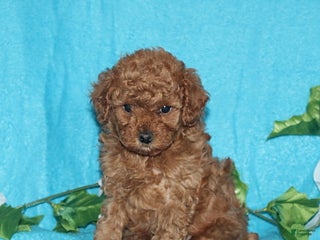 Toy Poodle dogs Reba - Ad 32
