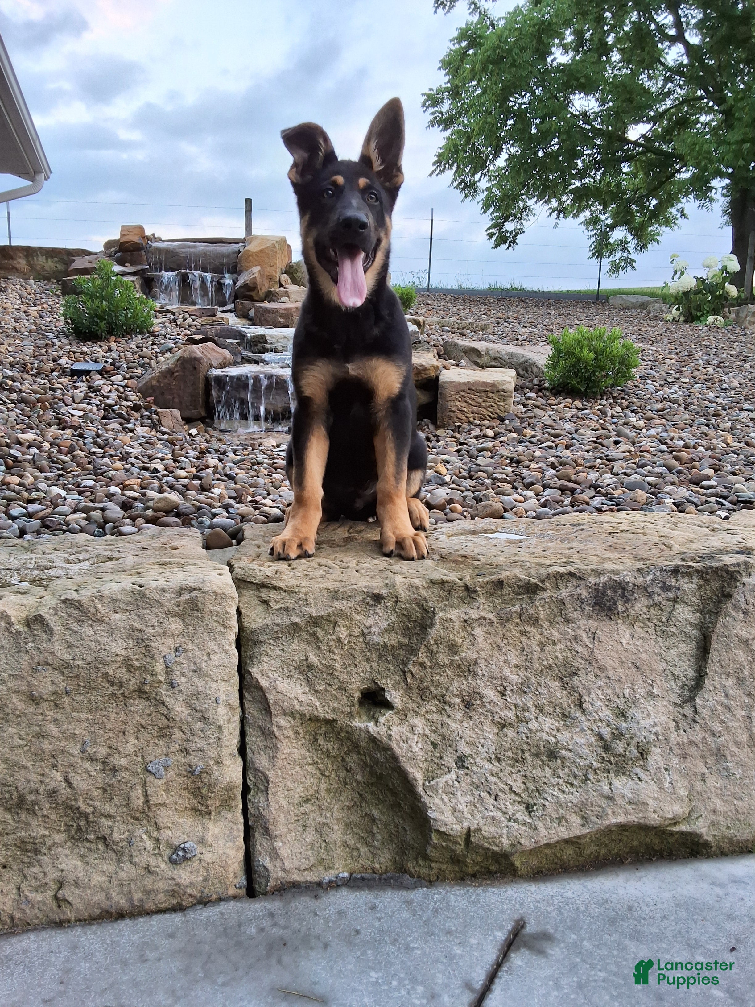 German Shepherd dogs Karl - Ad 1