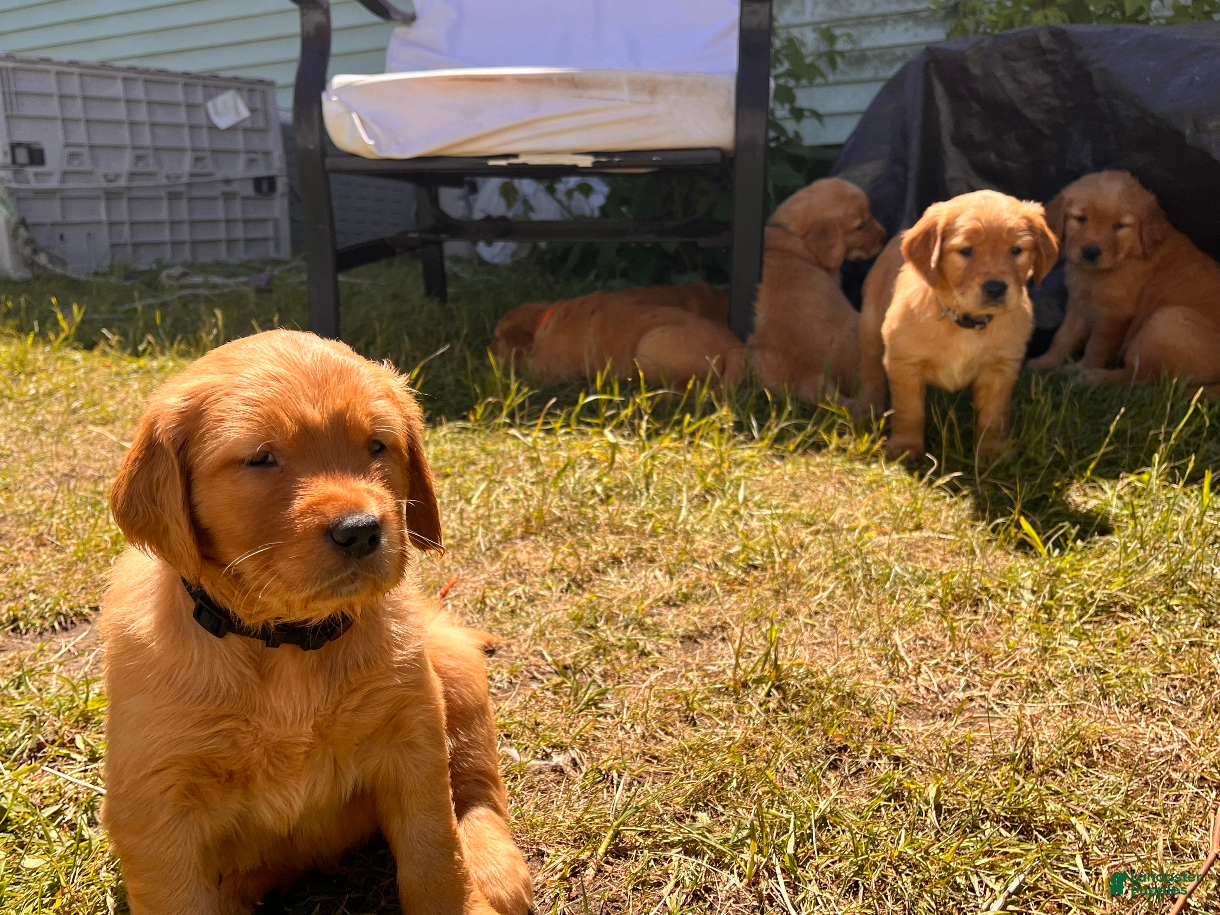 Golden Retriever dogs Golden Retriever 6 - Rowan - Ad 2