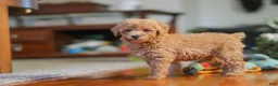 Miniature Poodle dogs for sale: Brianna - Ad 6