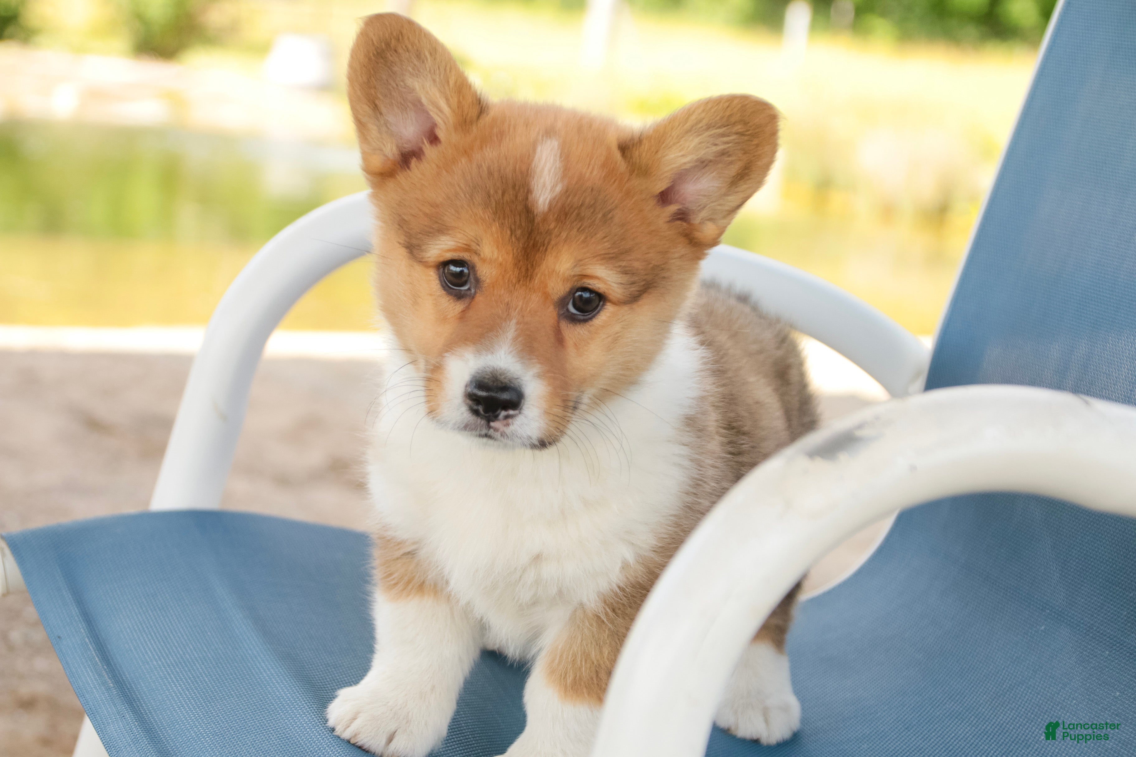 Welsh Corgi Pembroke dogs Jessie - Ad 2