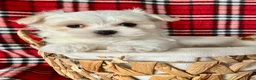 Maltese dogs for sale: Benji - Ad 3