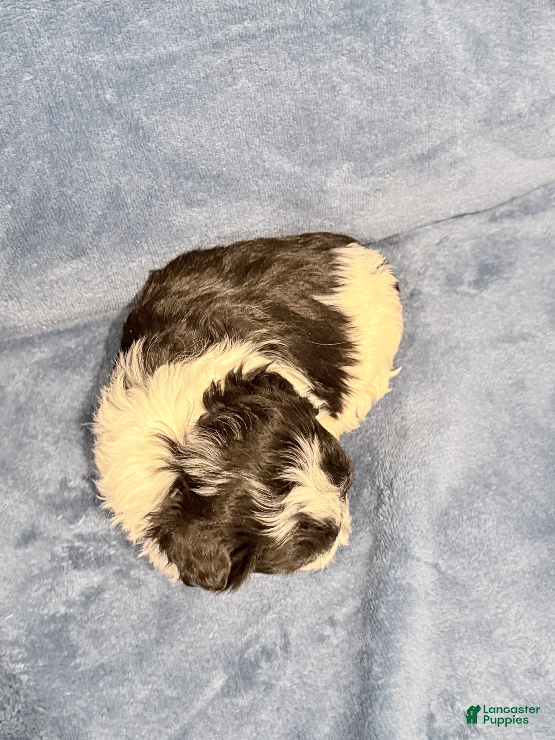 Maltipoo dogs for sale: Maltipoo Puppy 1 - Ad 4