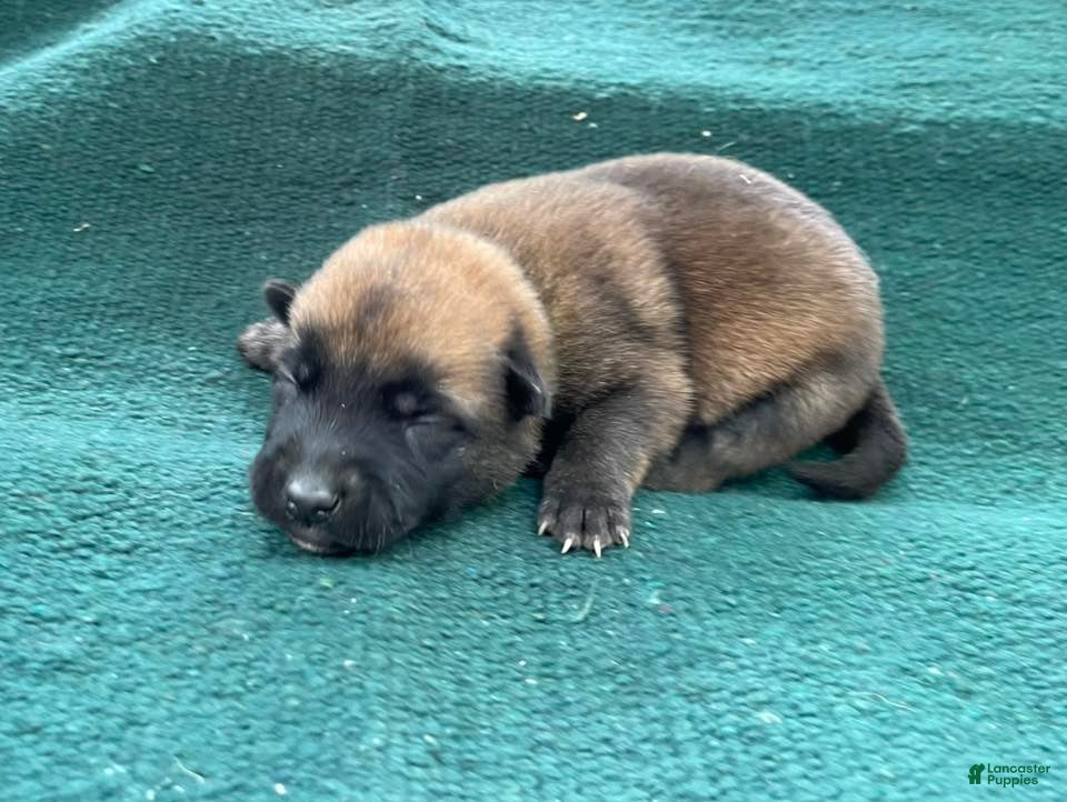 Mixed Breed dogs Green Male  - Ad 2