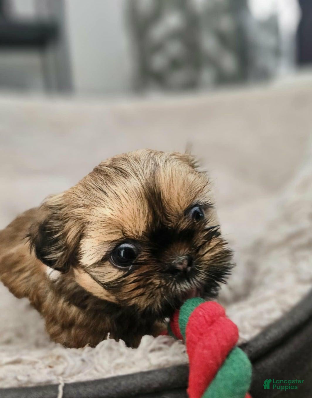 Shih Tzu dogs for sale: Kelly - Ad 3