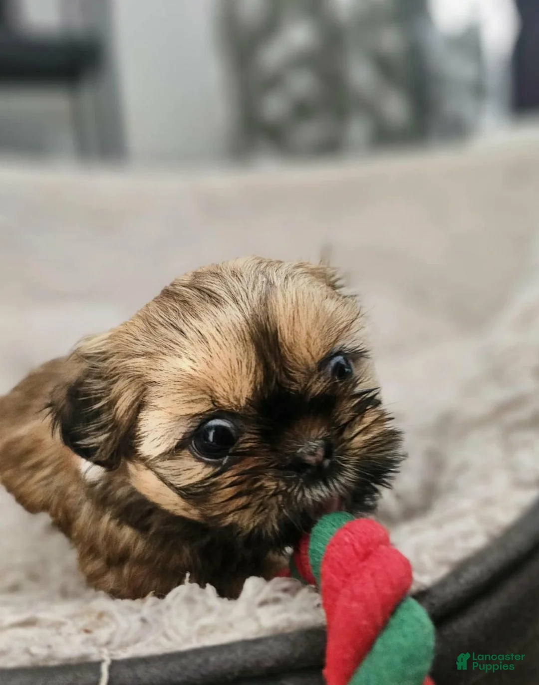 Shih Tzu dogs for sale: Kelly - Ad 1