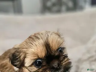 Shih Tzu dogs Kelly - Ad 26