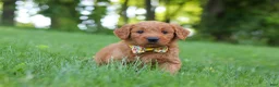 Goldendoodle dogs for sale: Theo - Ad 8