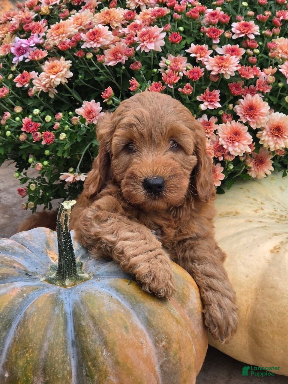 Mini Goldendoodle dogs Luna - Ad 2