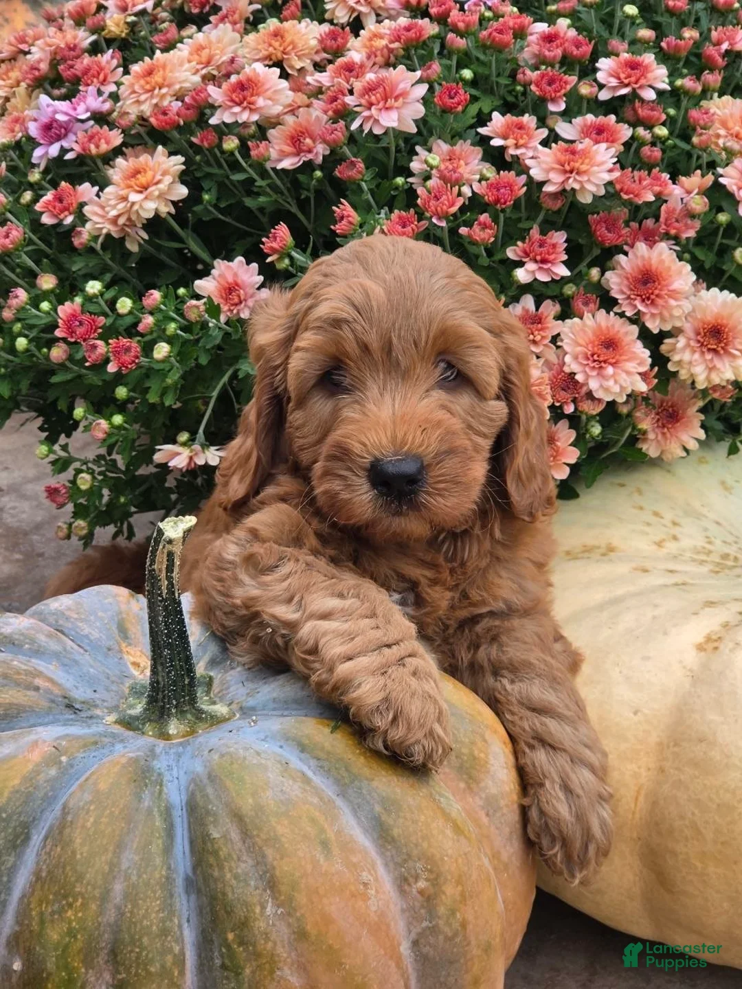 Mini Goldendoodle dogs for sale: Luna - Ad 2