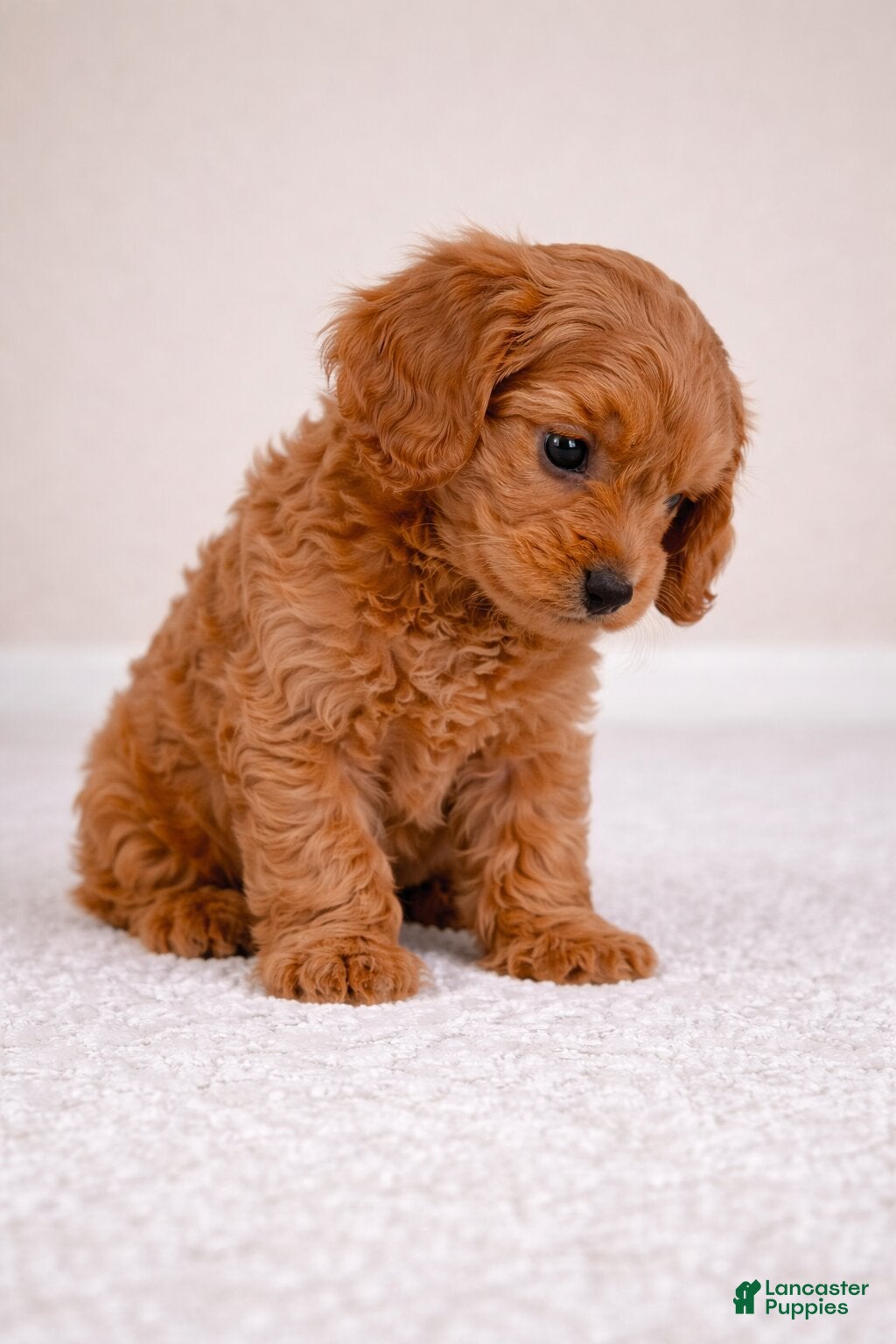 Cavapoo dogs cooper - Ad 2