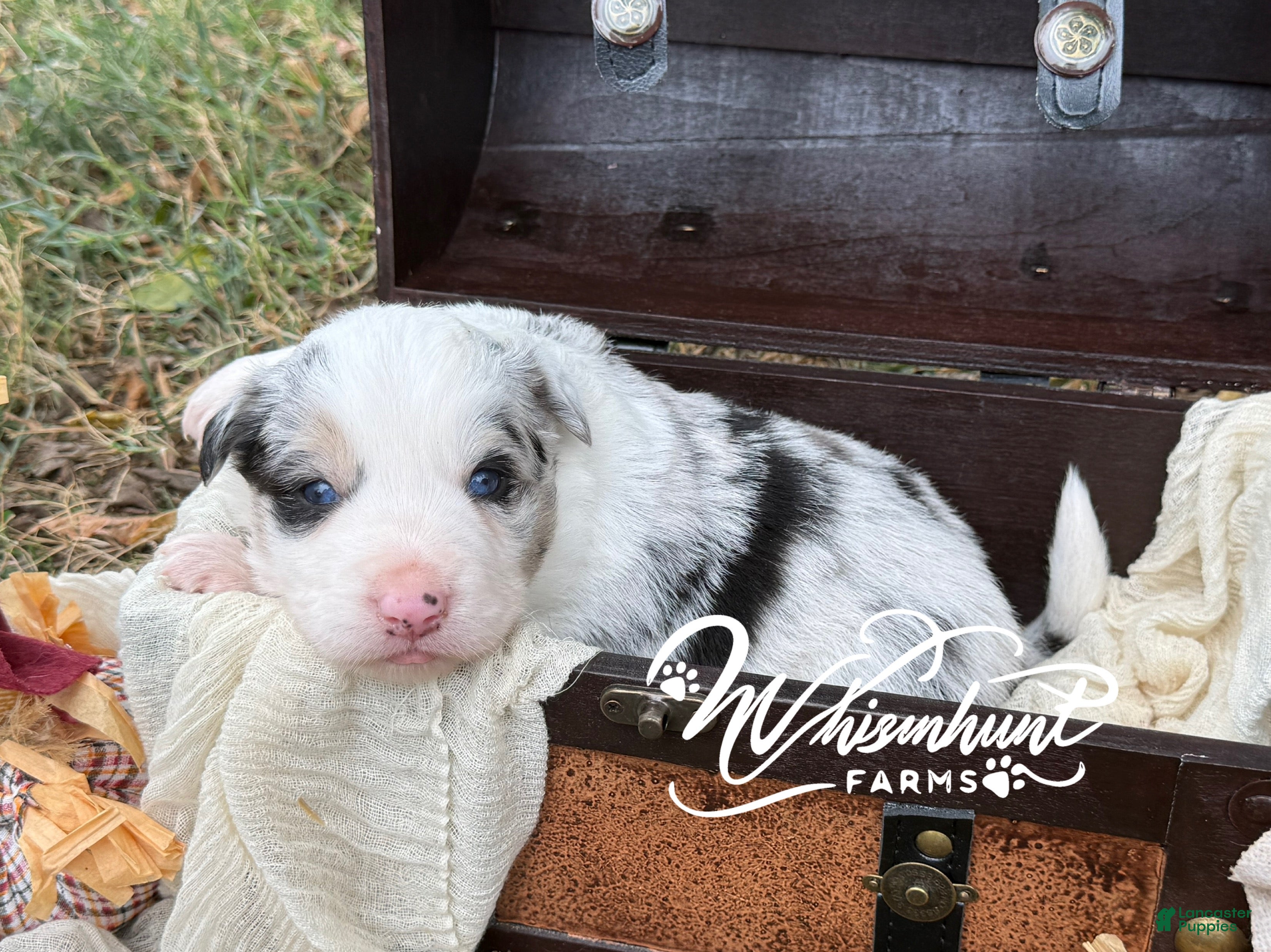 Border Collie dogs Blue merle - Ad 1