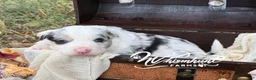 Border Collie dogs for sale: Blue merle - Ad 1