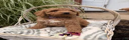 Mini Goldendoodle dogs for sale: Betzy - Ad 4