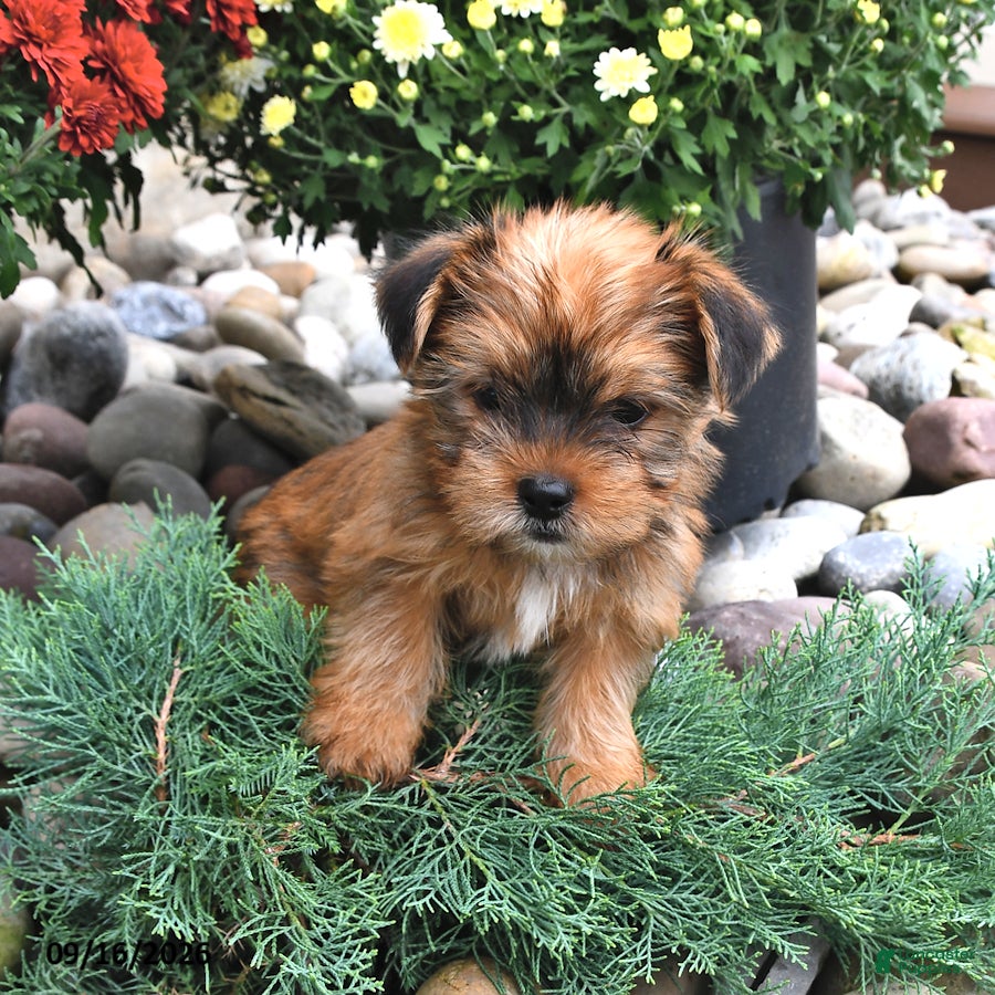 Shorkie dogs Bear - Ad 2