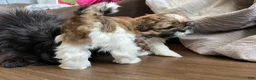 Shih Tzu dogs for sale: Snorlax - Ad 7